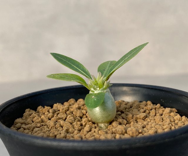 恵比寿スマイル 白い花 種子 キョウチクトウ科 多肉植物の根 P Brevicaule ショップ Saturdays Succulents 観葉 植物 Pinkoi