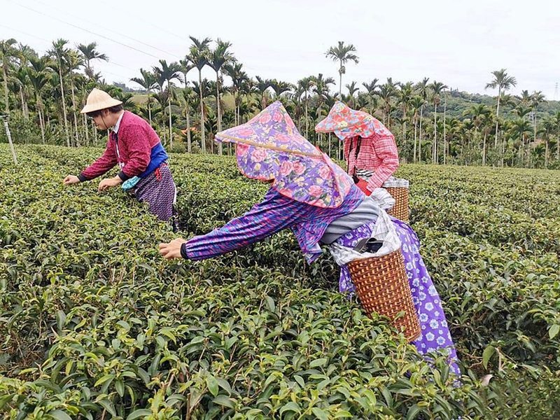 【來趣台東小旅行】縱谷茶鄉玩味體驗 x 日租機車 (雙人同行) - 深度旅遊 - 其他材質 