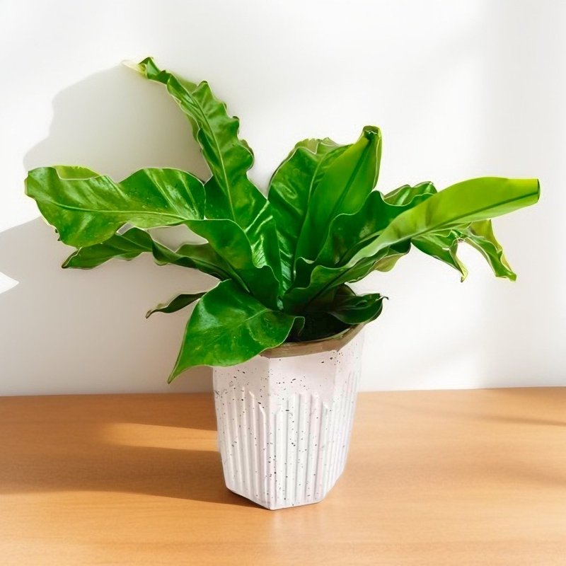 簡約質感室內小品 山蘇 桌上型盆栽 送禮客制 - 盆栽/植栽 - 陶 