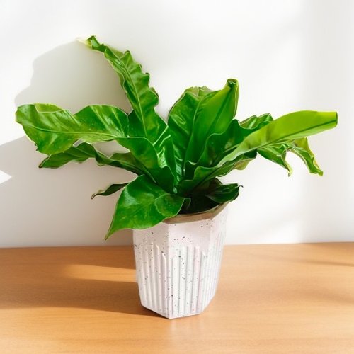 ORCHID CHEN 蘭沉空間 簡約質感室內小品 山蘇 桌上型盆栽 送禮客制