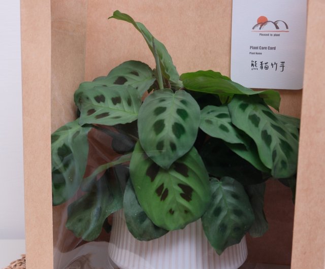 ギフトプラス購入】窓付き紙袋 - ショップ pleased to plant
