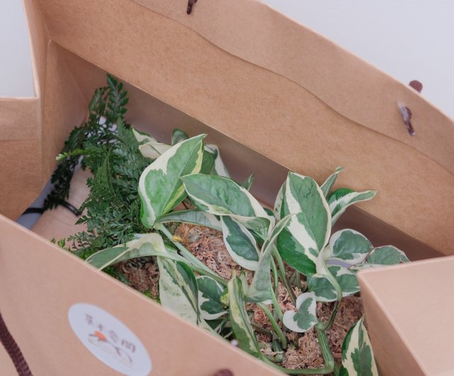 ギフトプラス購入】窓付き紙袋 - ショップ pleased to plant