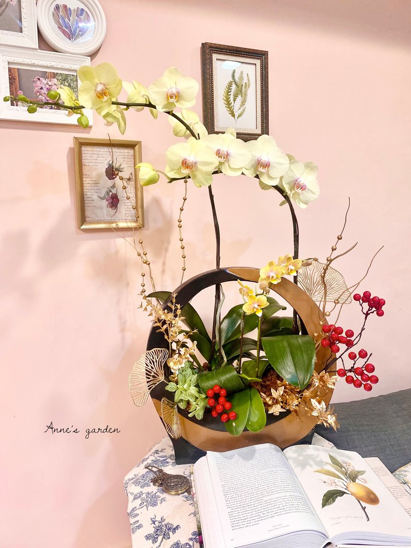 Phalaenopsis combination planting - ตกแต่งต้นไม้ - พืช/ดอกไม้ 