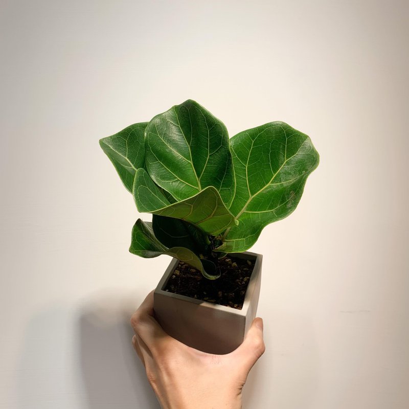 【居家生活嚴選】琴葉榕 水泥盆栽 盆栽 淨化空氣 畢業禮物 開幕 - 植栽/盆栽 - 植物．花 綠色