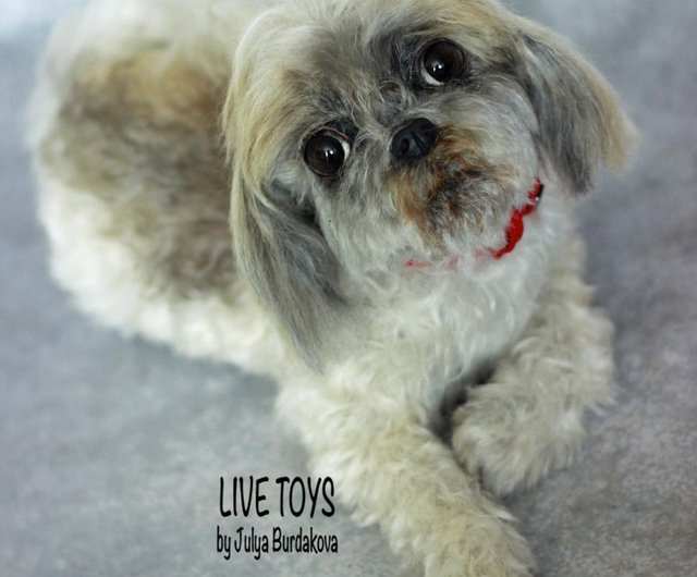 Toy clearance shih tzus