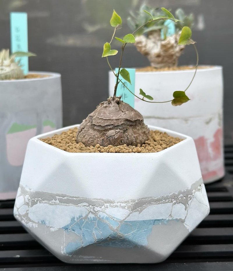 スポット // 南アフリカ産べっ甲ドラゴンセメントポットモランディブルーラッキー鉢植え根植物 - 観葉植物 - コンクリート ブルー