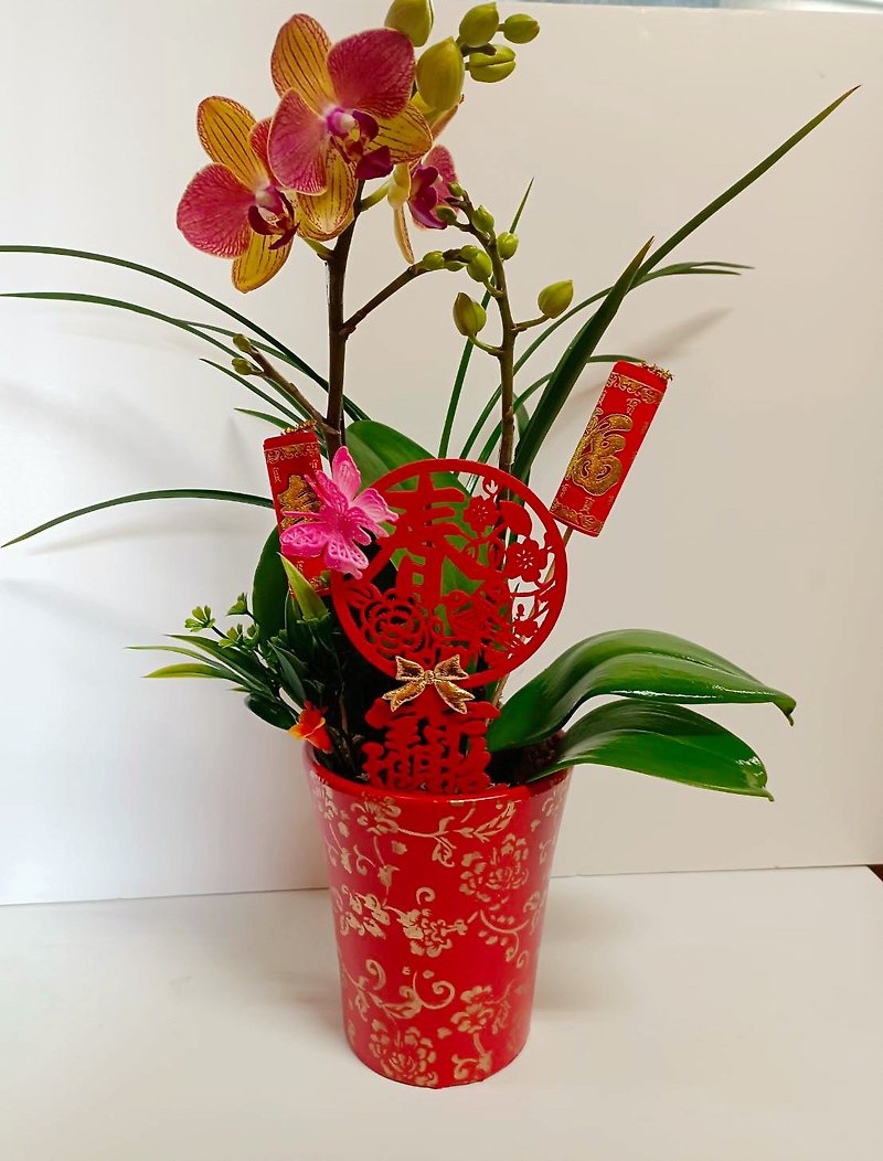 【過年首選蘭花】客製化裝飾搭配 蘭花盆栽 送禮自用擺設