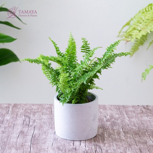 玉屋 TAMAYA Flowers & Plants 蕾絲蕨