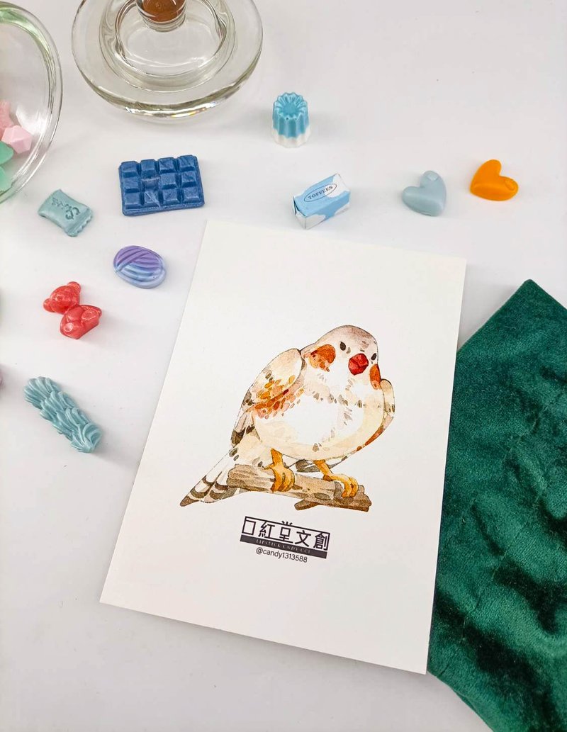KR474_口紅堂明信片_文鳥12_candy1313588 postcard - 卡片/明信片 - 紙 多色