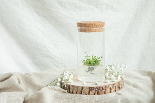 [Mask Moss] Bottle No. 5 does not need to be watered to take care of the plants grown in the jelly