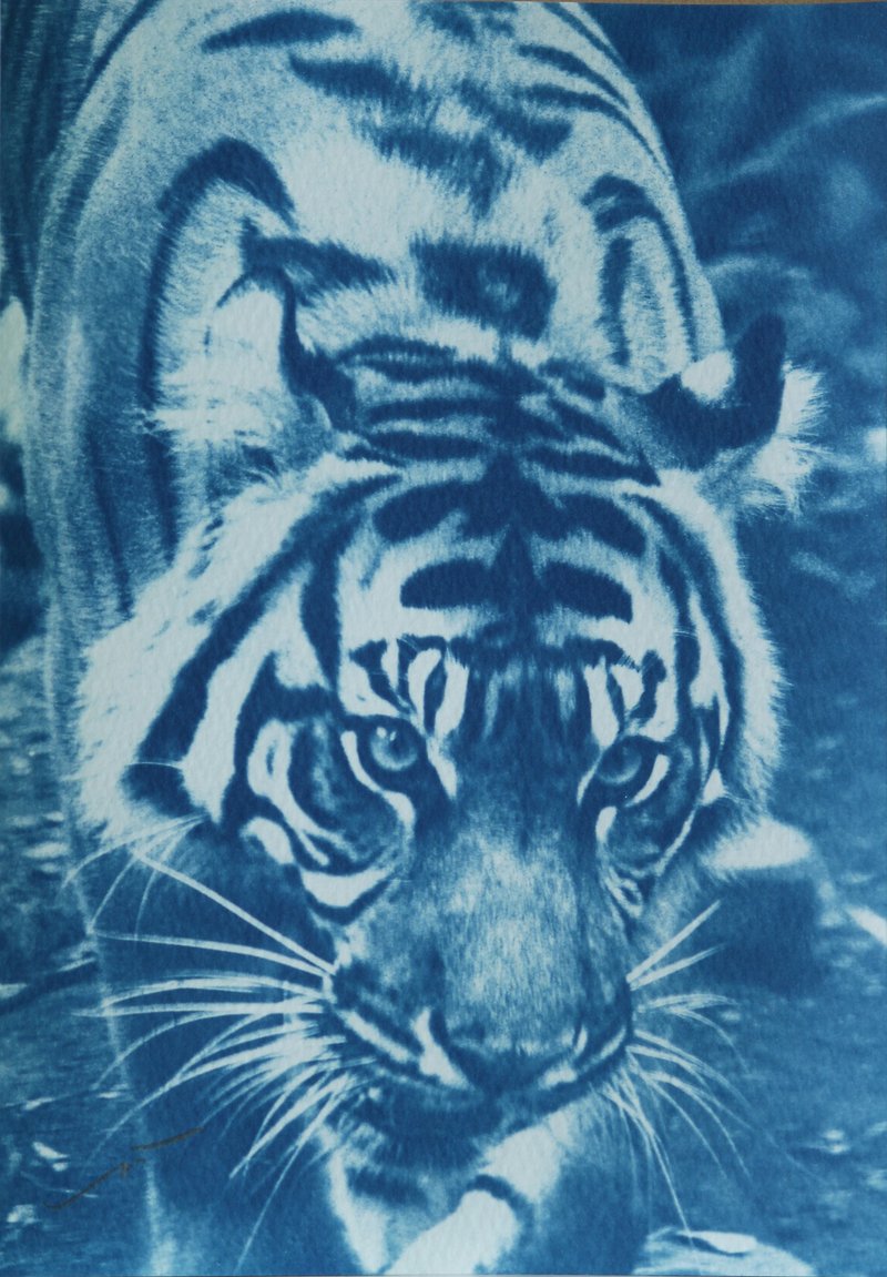 cyanotype tiger 001 - ของวางตกแต่ง - กระดาษ สีน้ำเงิน