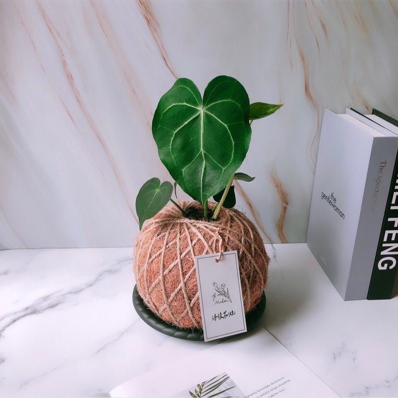 大苔球 圓葉花燭 植栽 室內植物 - 盆栽/植栽 - 植物．花 