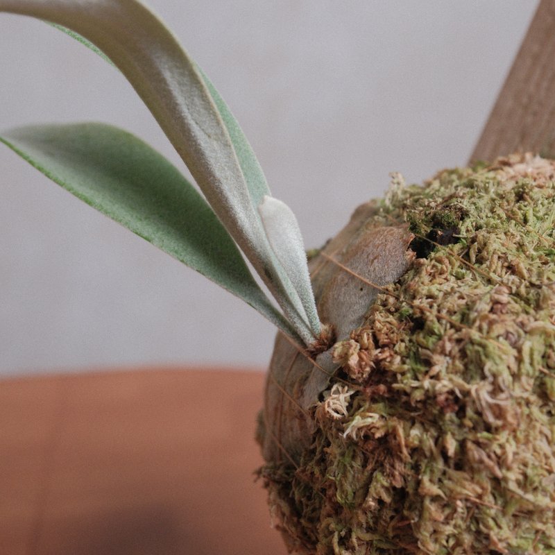 金鋼狼鹿角蕨/鹿角蕨/上板植物 - 植栽/盆栽 - 植物．花 