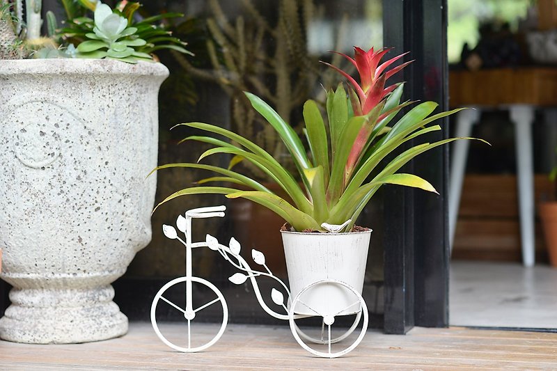 日雜腳踏車鐵器 (白) + 擎天鳳梨 (紅花) - 植物/盆栽/盆景 - 紙 綠色