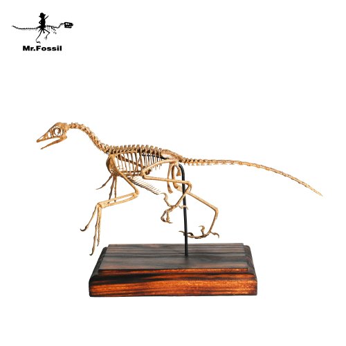 化石先生 Mr. Fossil 古生物3D列印模型-始祖鳥