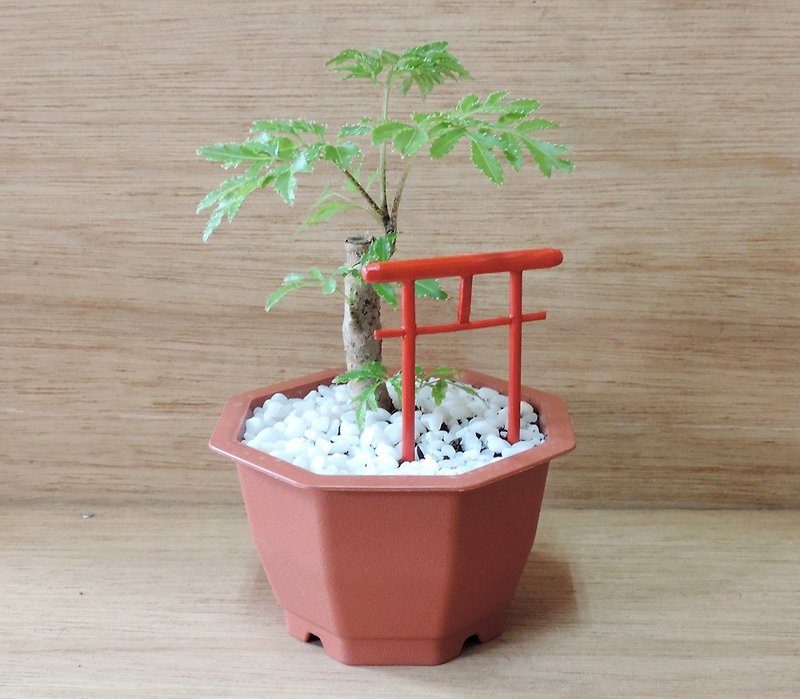 小さな木を植える‧Fu Lutong [豊かな木] - 花瓶・植木鉢 - 寄せ植え・花 