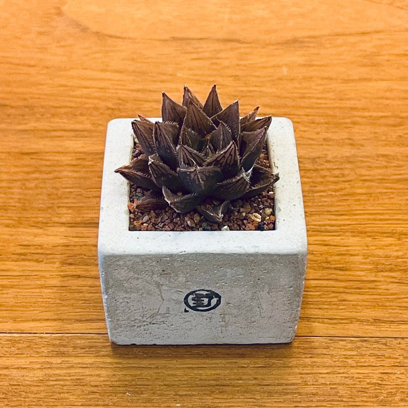 【Wild Grass, Not So Wild - Limited Time Offer】Loulan / Square Pot - ตกแต่งต้นไม้ - พืช/ดอกไม้ สีเขียว