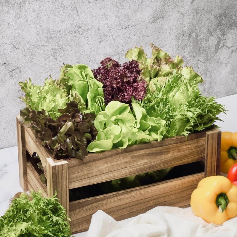 [Danyun Hydroponic Lettuce] Comprehensive lettuce box 1200g, lettuce, salad, lettuce, hydroponic vegetables - อื่นๆ - อาหารสด 