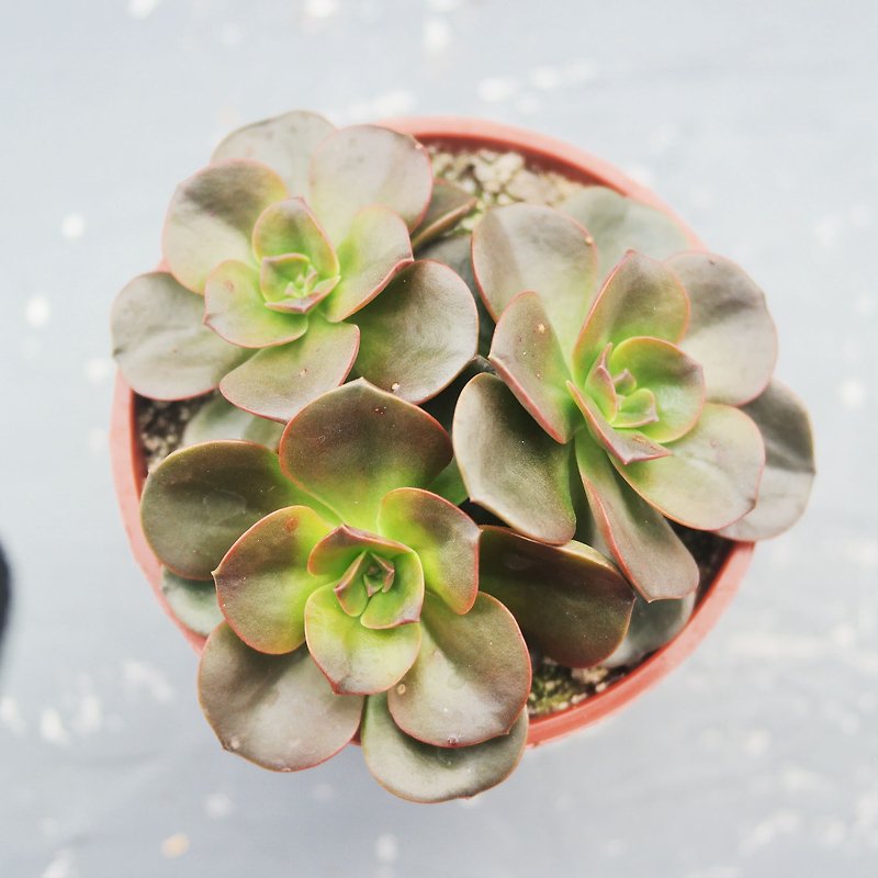 [Doudou Succulents] Housewarming│Gifts│Promotion│Succulents│-Chocolate Bricks - Plants - Plants & Flowers 
