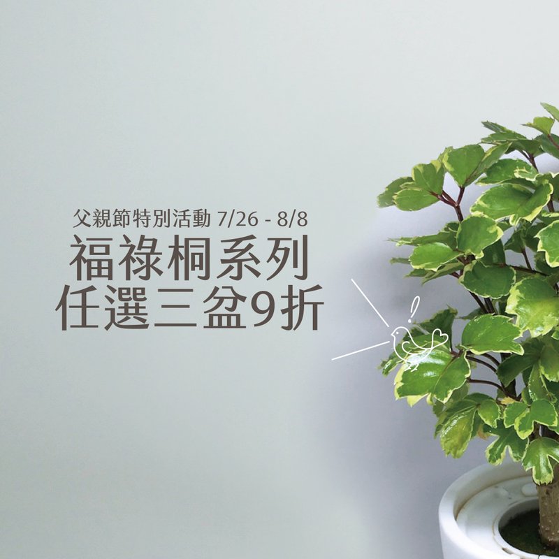 |父親節限定| 福祿桐三盆組合 + 送禮盒 - 盆栽/植栽 - 植物．花 