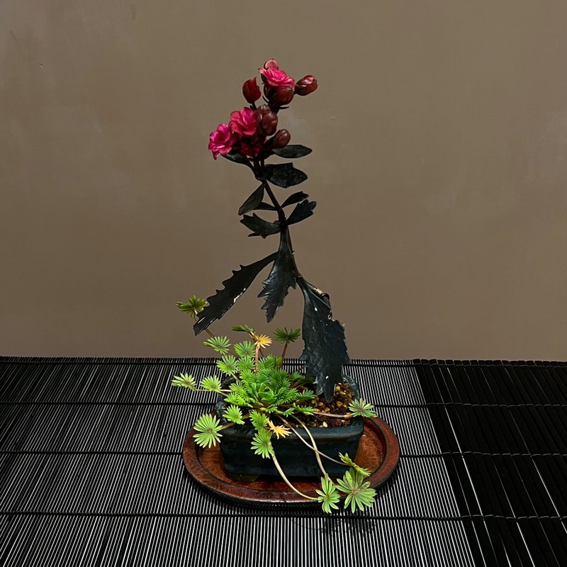 夜后長壽花 棕櫚葉酢醬草∣趣味山野草 開花中 - 盆栽/植栽 - 陶 