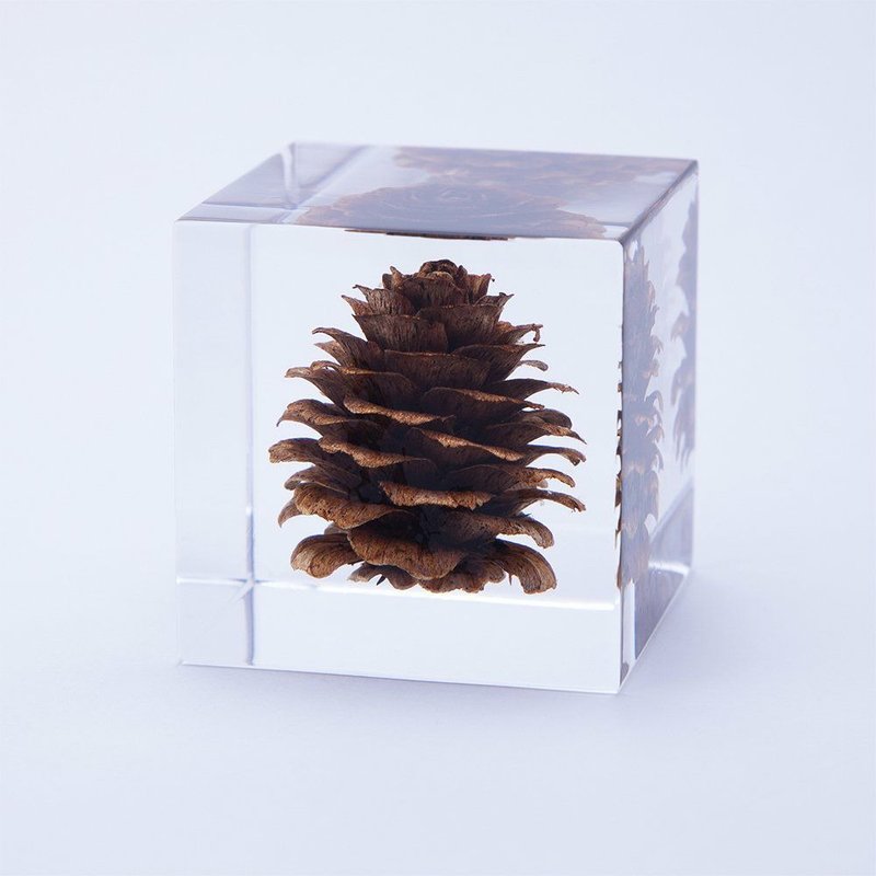 Sola cube 落葉松毬果立方塊_反骨精神 - 擺飾/家飾品 - 植物．花 透明