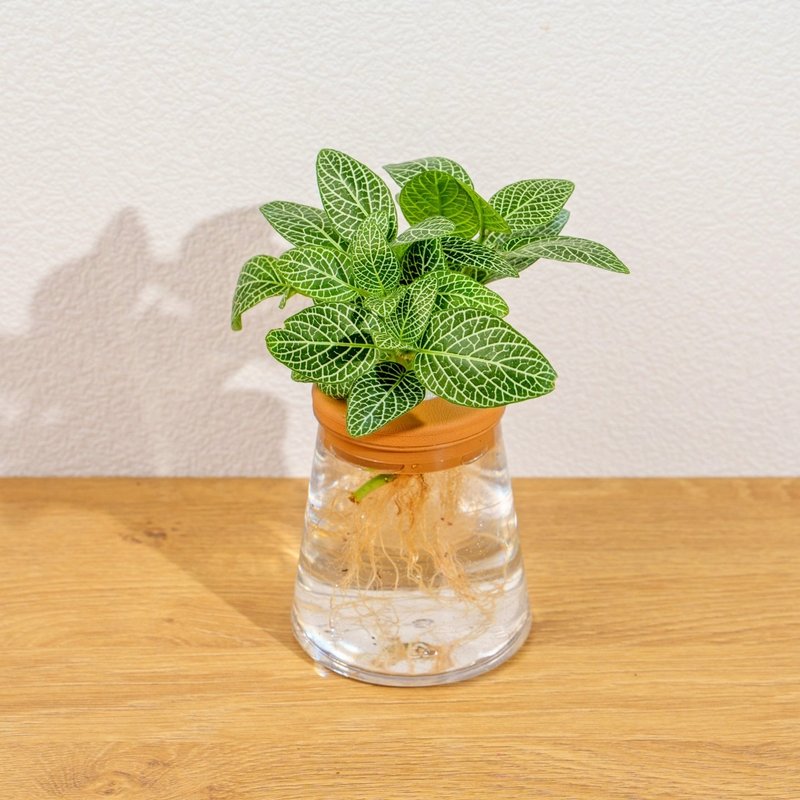 檸檬網紋草 三角水耕盆栽 室內植物 觀葉植物 禮物 水培 - 盆栽/植栽 - 植物．花 透明