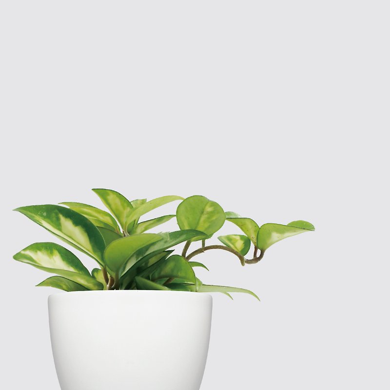 レッドシリーズ│JinhongWulan-水耕栽培植物怠惰な鉢植え植物自動給水 - 観葉植物 - 寄せ植え・花 ホワイト