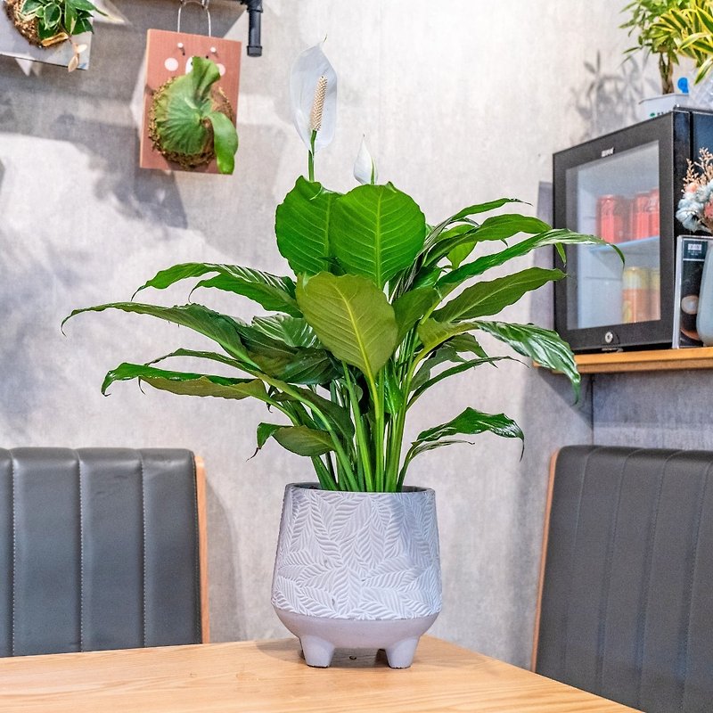 Spathiphyllum potted plant 7-inch Cement pot leaf pattern style desktop indoor plant recommended - ตกแต่งต้นไม้ - พืช/ดอกไม้ 