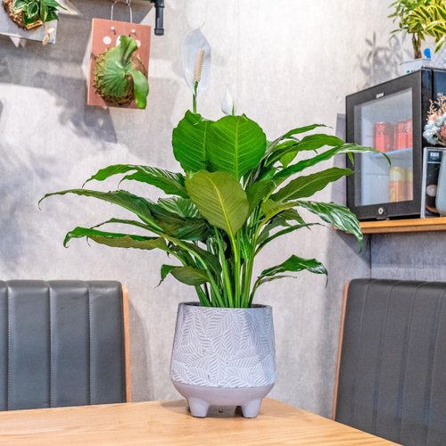 巧繪網植物館 白鶴芋盆栽 7吋水泥盆樹葉紋風格 桌上型室內植物推薦