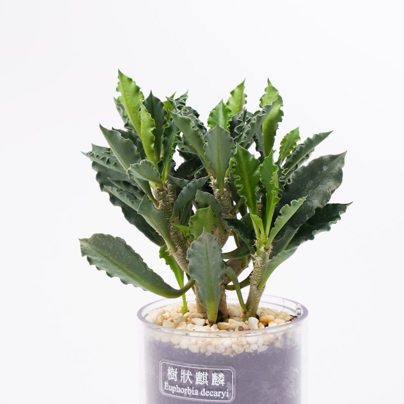 【Tree Unicorn】Succulent Plant Smart Pot | - Plants - Plants & Flowers 