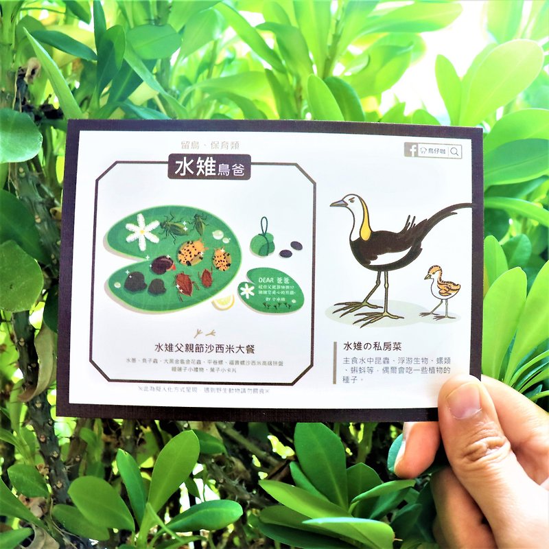 Bird Postcard - Pheasant-tailed Jacana - Cards & Postcards - Paper Brown
