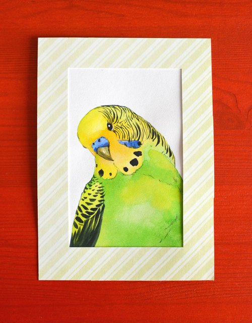 青いセキセイインコ オウム セキセイインコ 青いオウム セキセイ