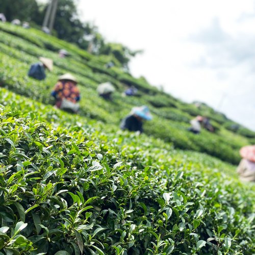 Funbodhi 方菩提 高山黃金烏龍茶-臺灣阿里山高山春茶1斤 比賽茶(附精美環保提袋)