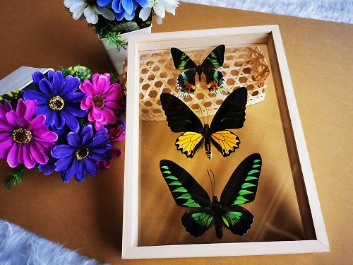 cococollection Mix Butterfly Insect Taxidermy Double Sided Acrylic Glass Display Frame-Madagusc
