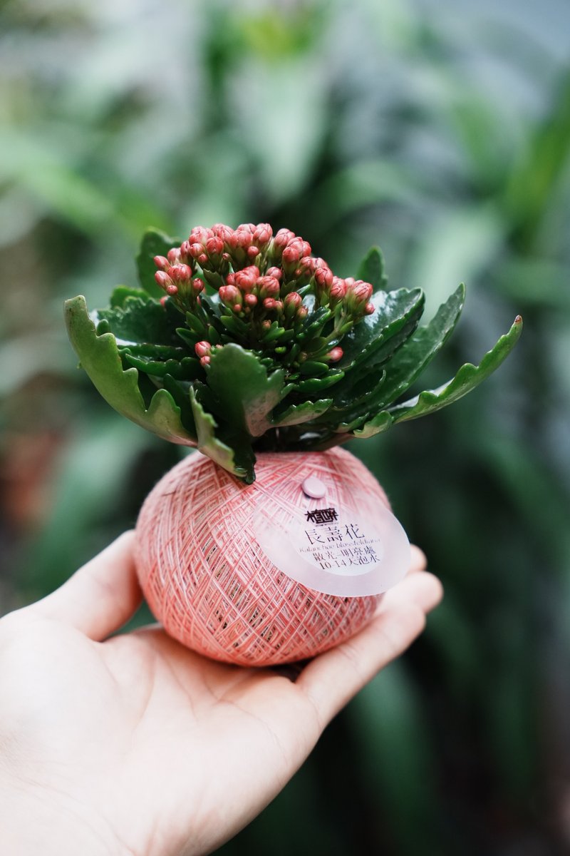植物球 mini - 盆栽/植栽 - 其他材質 