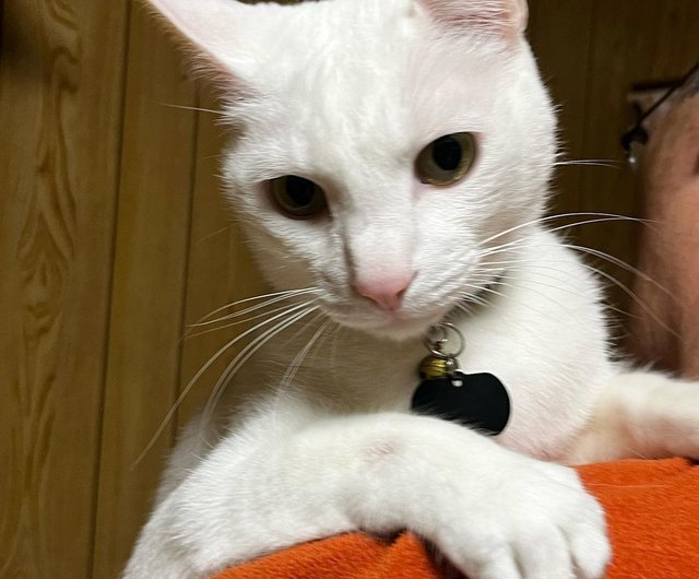 しろいねこ 確認用 しろねこ様 しろねこ様 しろねこ様 〜専用〜 2025年