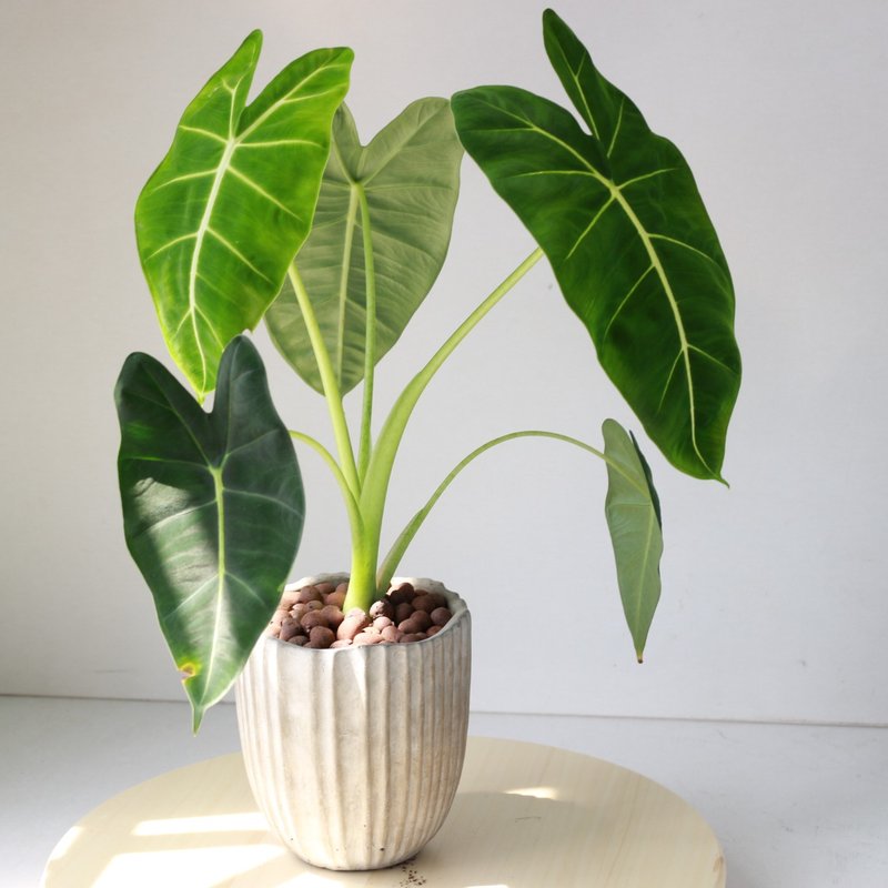 Planting potted l velvet leaf Avalokitesvara green velvet calla lily indoor plant office potted plants - Plants - Cement 