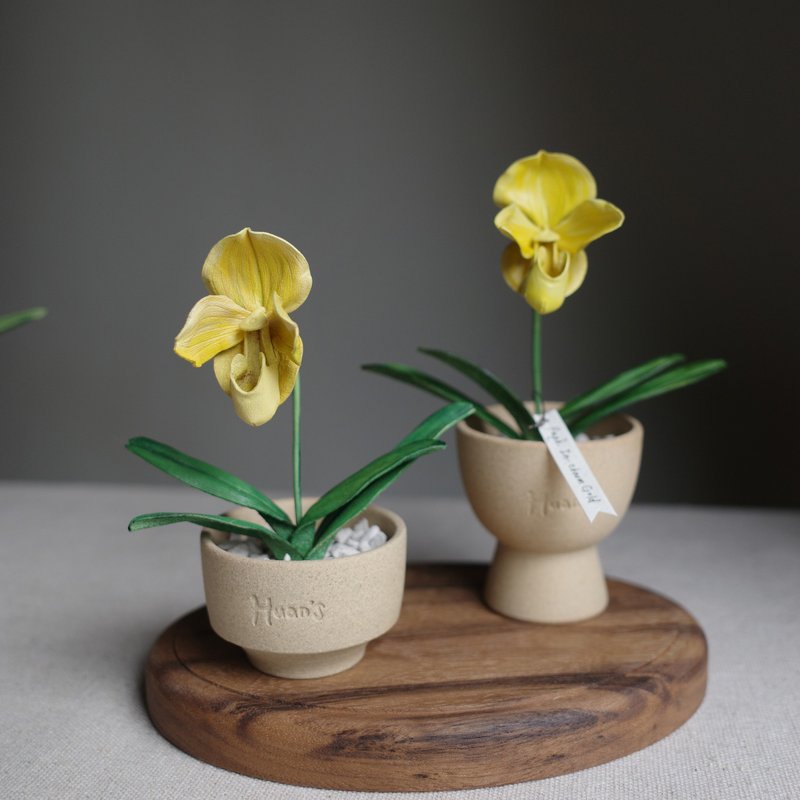 黃肉餅仙履蘭 Paph.In-Charm Gold 皮革蘭花 - 盆栽/植栽 - 真皮 
