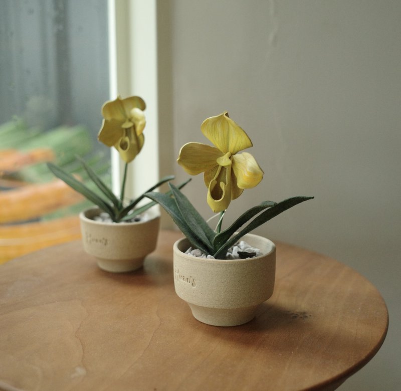 絕版品 黃肉餅仙履蘭 Paph.In-Charm Gold 皮革蘭花 - 盆栽/植栽 - 真皮 
