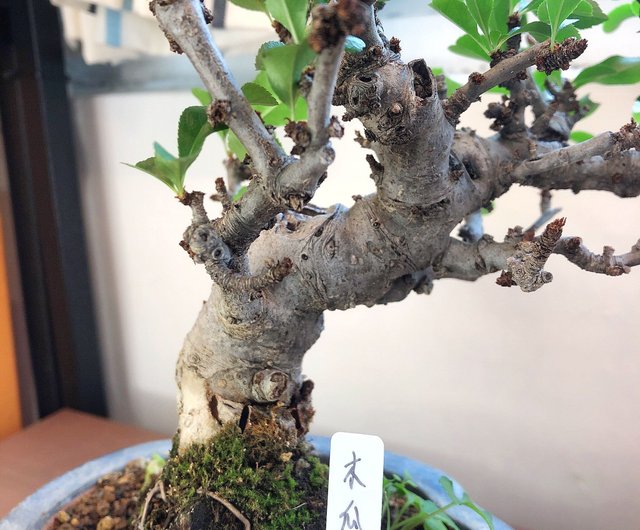 Begonia Bonsai ubicaciondepersonas.cdmx.gob.mx