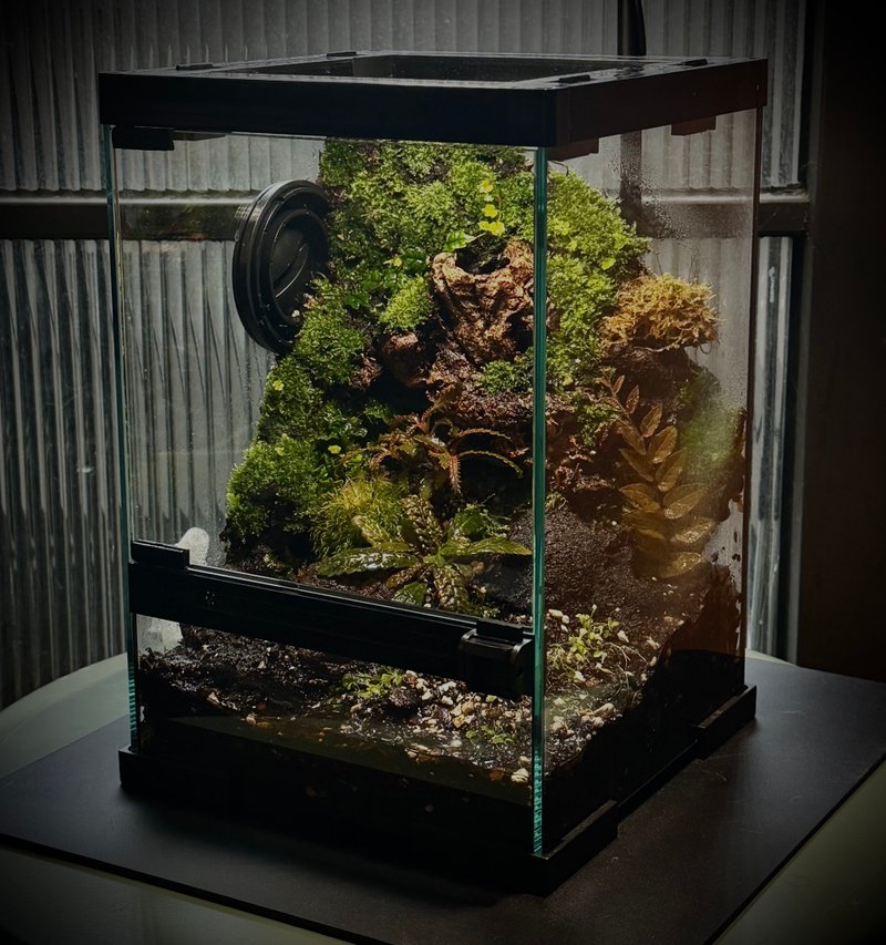 森を家に持ち帰る - 小型熱帯雨林テラリウム / エコテラリウム - 観葉植物 - 寄せ植え・花 グリーン
