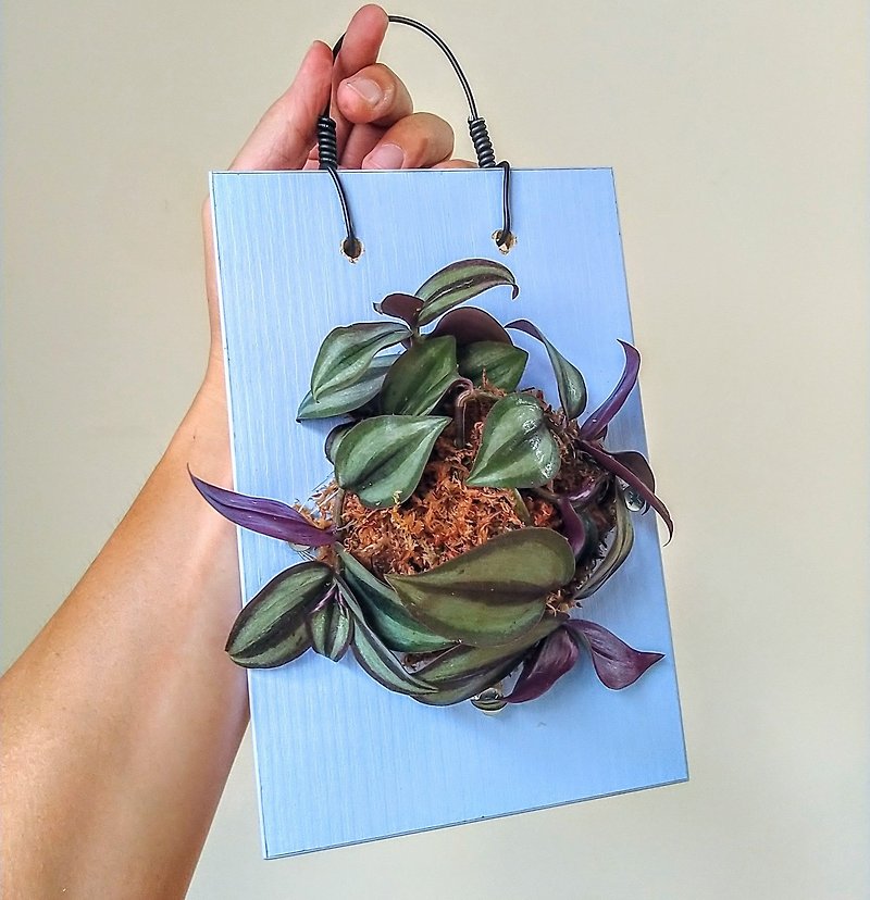 Plant Upper Board/Wall Hanging/Ornament - Well-Care and Beautiful Plants - ตกแต่งต้นไม้ - ไม้ 