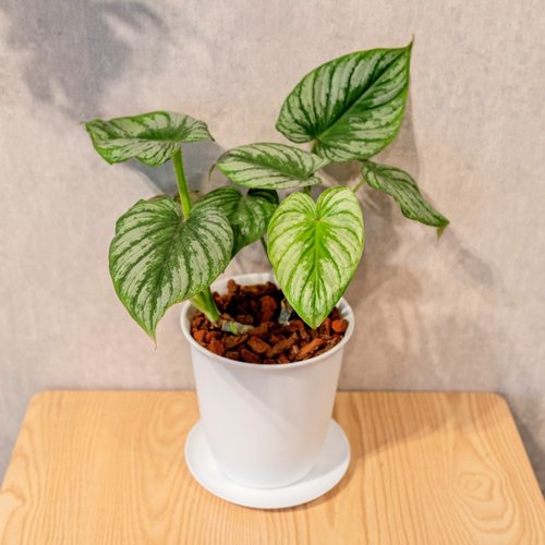 巧繪網植物館 白雲蔓綠絨 5寸日式塑陶盆 觀葉植物盆栽