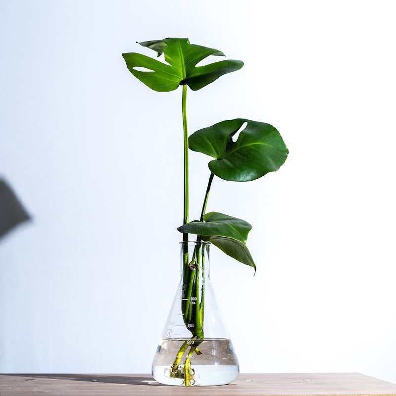 Keep Well in Hydroponic Series - Turtle Taro Gift - Plants - Glass Green