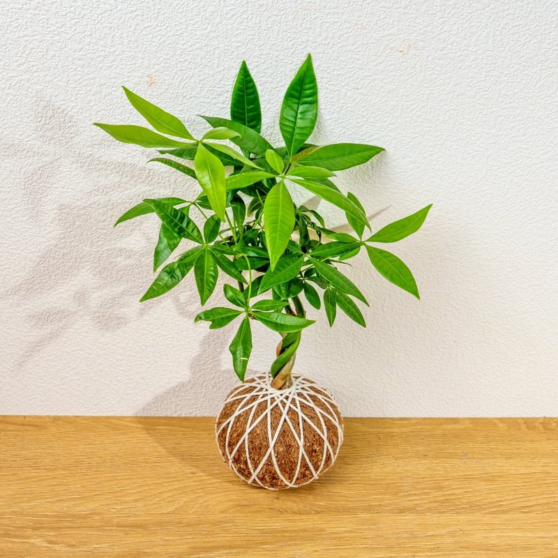 苔球植物 馬拉巴栗苔球 苔玉 禮物 送禮 桌上盆栽 - 盆栽/植栽 - 植物．花 綠色
