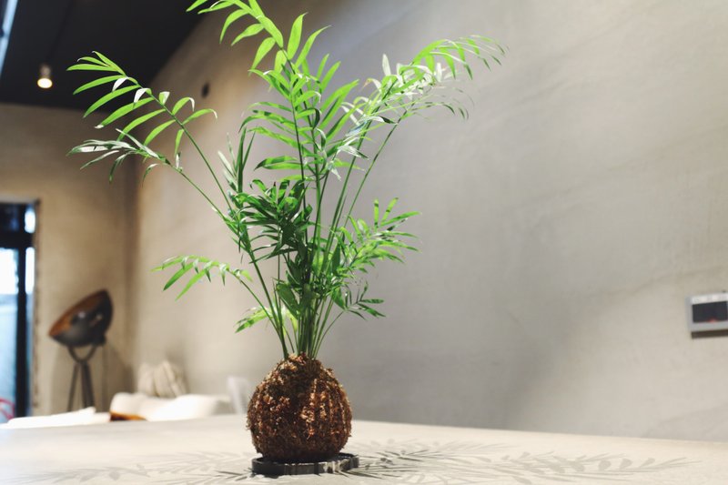 [Pocket Coconut Moss Ball] Cement Base/Indoor Plant//Indoor Plant - ตกแต่งต้นไม้ - พืช/ดอกไม้ สีแดง