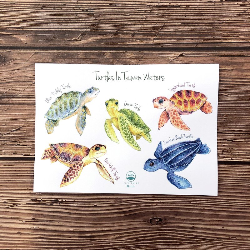 Turtle Essay Postcard - Cards & Postcards - Paper 