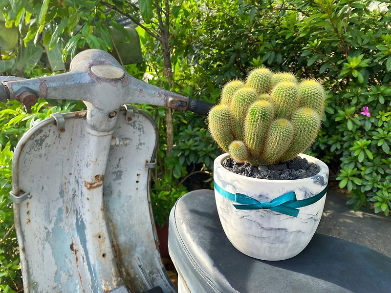 Marbled Cement Pot with Cactus | Shipment is the photo of this pot - Plants - Cement Silver