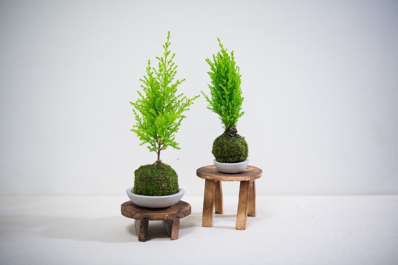 Third Floor【包緊處理】苔球系列 (中) - 盆栽/植栽 - 植物．花 